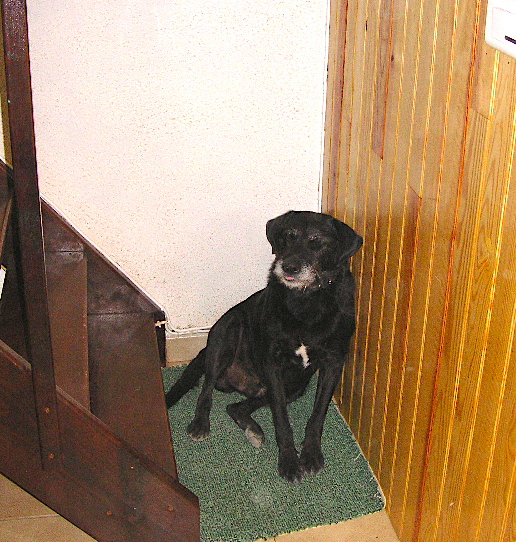 Ferienhund Tango, ein Schwarzer Mischling mit weißer Schnauze, sitzt zwischen Wand und Stiegenaufgang zum Schlafzimmer