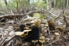 Autumn Growth